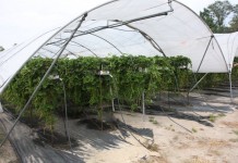 Jagodowe deserowe z Agronom Berries