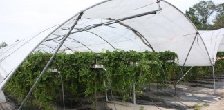 Jagodowe deserowe z Agronom Berries