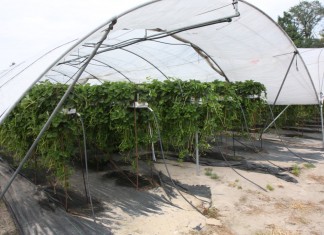 Jagodowe deserowe z Agronom Berries