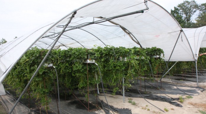 Jagodowe deserowe z Agronom Berries