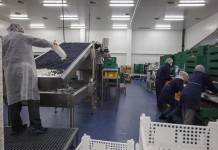 Dywersyfikacja produkcji i rynków zbytu