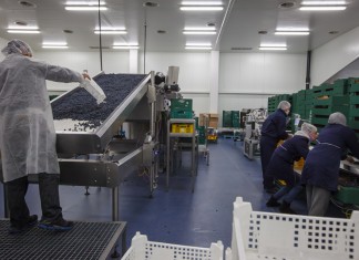 Dywersyfikacja produkcji i rynków zbytu