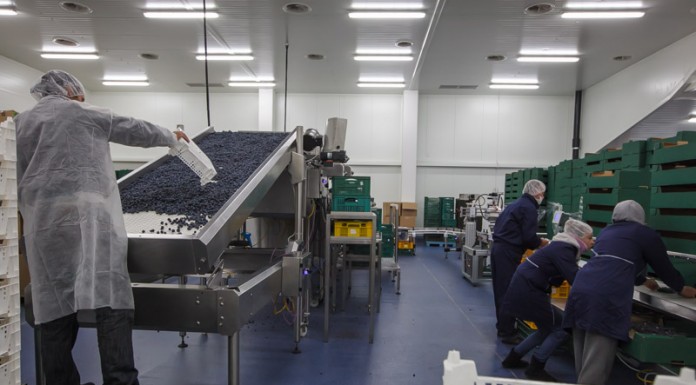 Dywersyfikacja produkcji i rynków zbytu