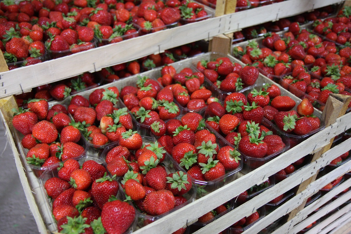 rosyjskie embargo, truskawka, jagodnik.pl