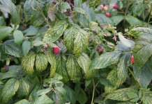 Na lubeleskich plantacjach maliny