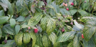 Na lubeleskich plantacjach maliny