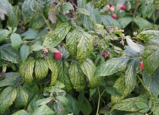 Na lubeleskich plantacjach maliny