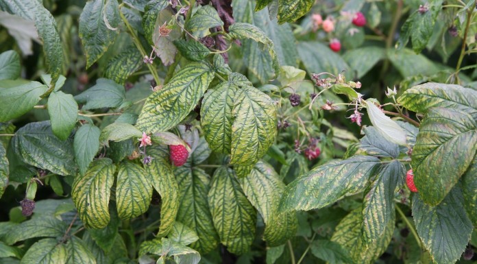 Na lubeleskich plantacjach maliny