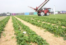 Truskawkowe doświadczenia z Holandii