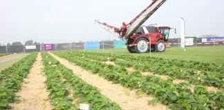Truskawkowe doświadczenia z Holandii