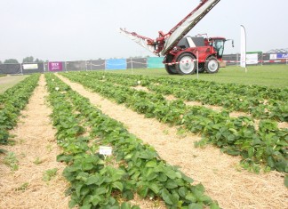 Truskawkowe doświadczenia z Holandii
