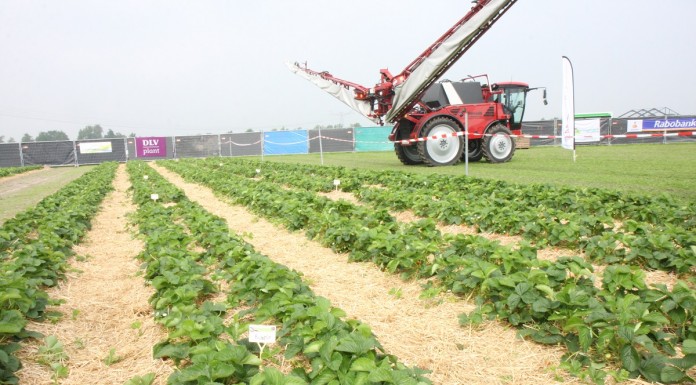 Truskawkowe doświadczenia z Holandii