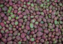 Mini-kiwi – największa plantacja w Polsce