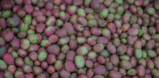 Mini-kiwi – największa plantacja w Polsce