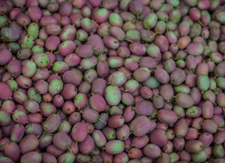 Mini-kiwi – największa plantacja w Polsce