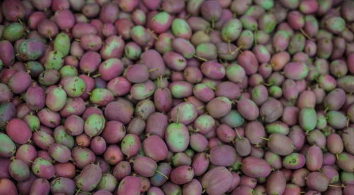 Mini-kiwi – największa plantacja w Polsce