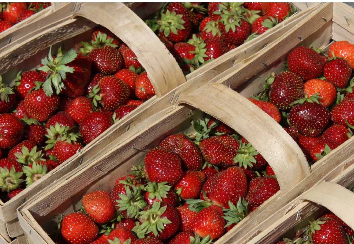 stawki wsparcia, truskawka, truskawki, jagodnik.pl