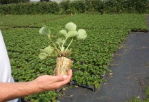 W holenderskiej szkółce konterowej