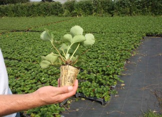 W holenderskiej szkółce konterowej