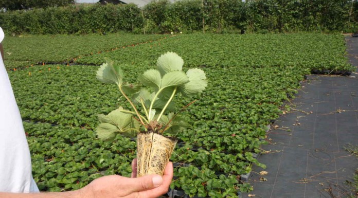W holenderskiej szkółce konterowej