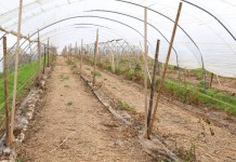 Tunelowe konstrukcje dla malin i nie tylko