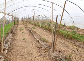 Tunelowe konstrukcje dla malin i nie tylko