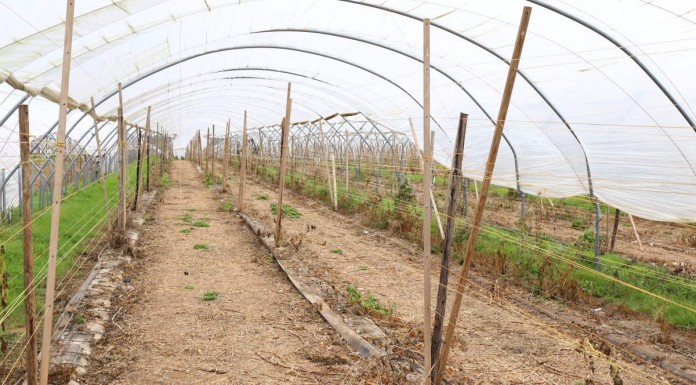 Tunelowe konstrukcje dla malin i nie tylko