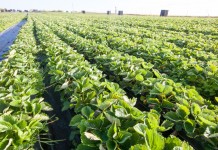 Long cane z angielskiej szkółki