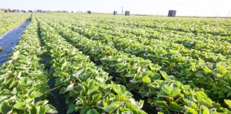 Long cane z angielskiej szkółki