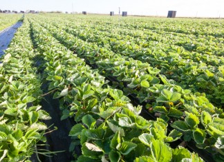 Long cane z angielskiej szkółki