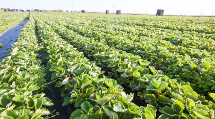 Long cane z angielskiej szkółki