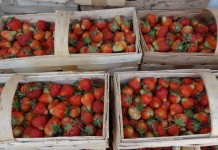 W regionie Czerwińska po przymrozkach