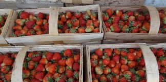 W regionie Czerwińska po przymrozkach