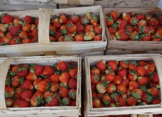 W regionie Czerwińska po przymrozkach