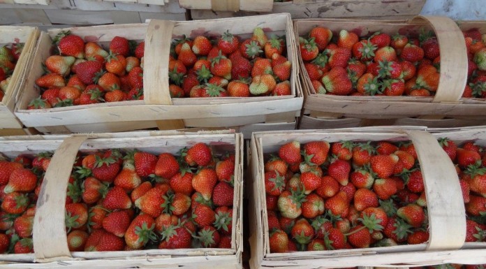 W regionie Czerwińska po przymrozkach