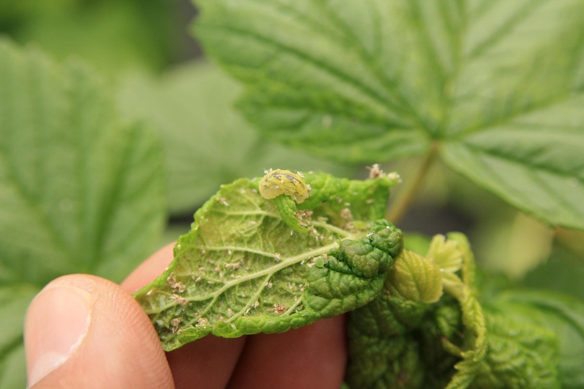 larwa_bzyga_porzeczka