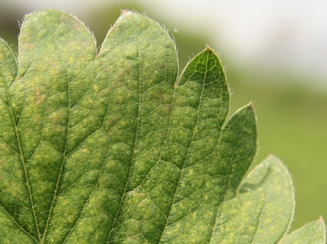 przędziorek na truskawce