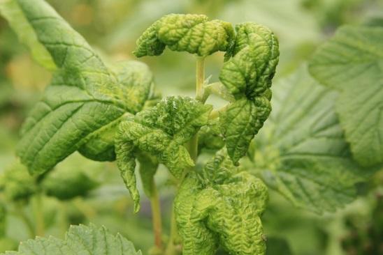 mszyca_porzeczkowa_1