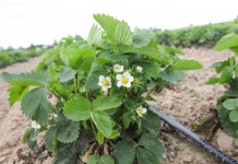 Wczesne truskawki w regionie Czerwińska n.Wisłą