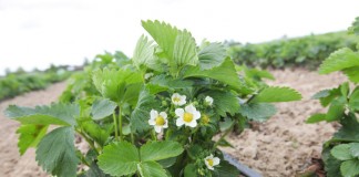 Wczesne truskawki w regionie Czerwińska n.Wisłą