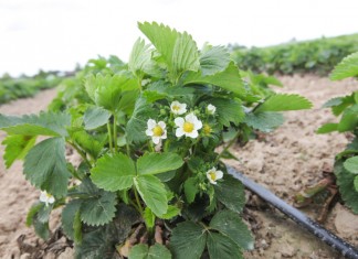 Wczesne truskawki w regionie Czerwińska n.Wisłą
