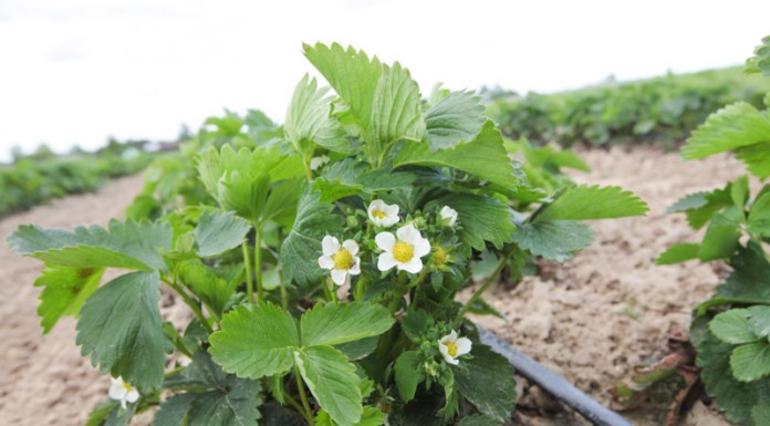 Wczesne truskawki w regionie Czerwińska n.Wisłą