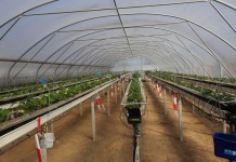 Tunelowy Dzień w Auweiler