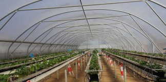 Tunelowy Dzień w Auweiler