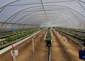 Tunelowy Dzień w Auweiler