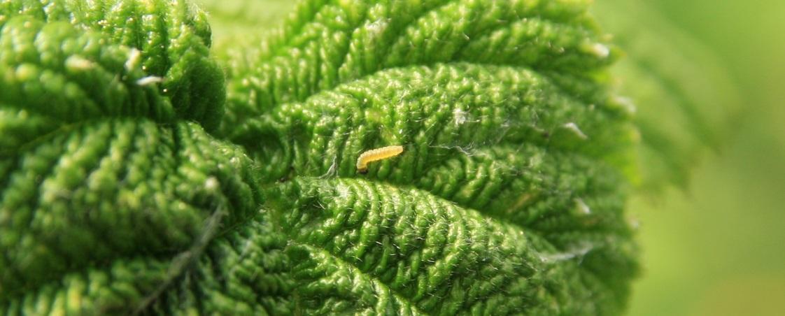 zwójka różóweczka