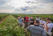 Malinowe zalecenia z regionu Lubelszczyzny
