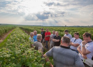 Malinowe zalecenia z regionu Lubelszczyzny