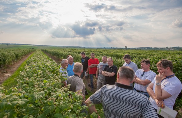 Malinowe zalecenia z regionu Lubelszczyzny