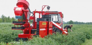 Nowe rozwiązania w zbiorze jagody kamczackiej